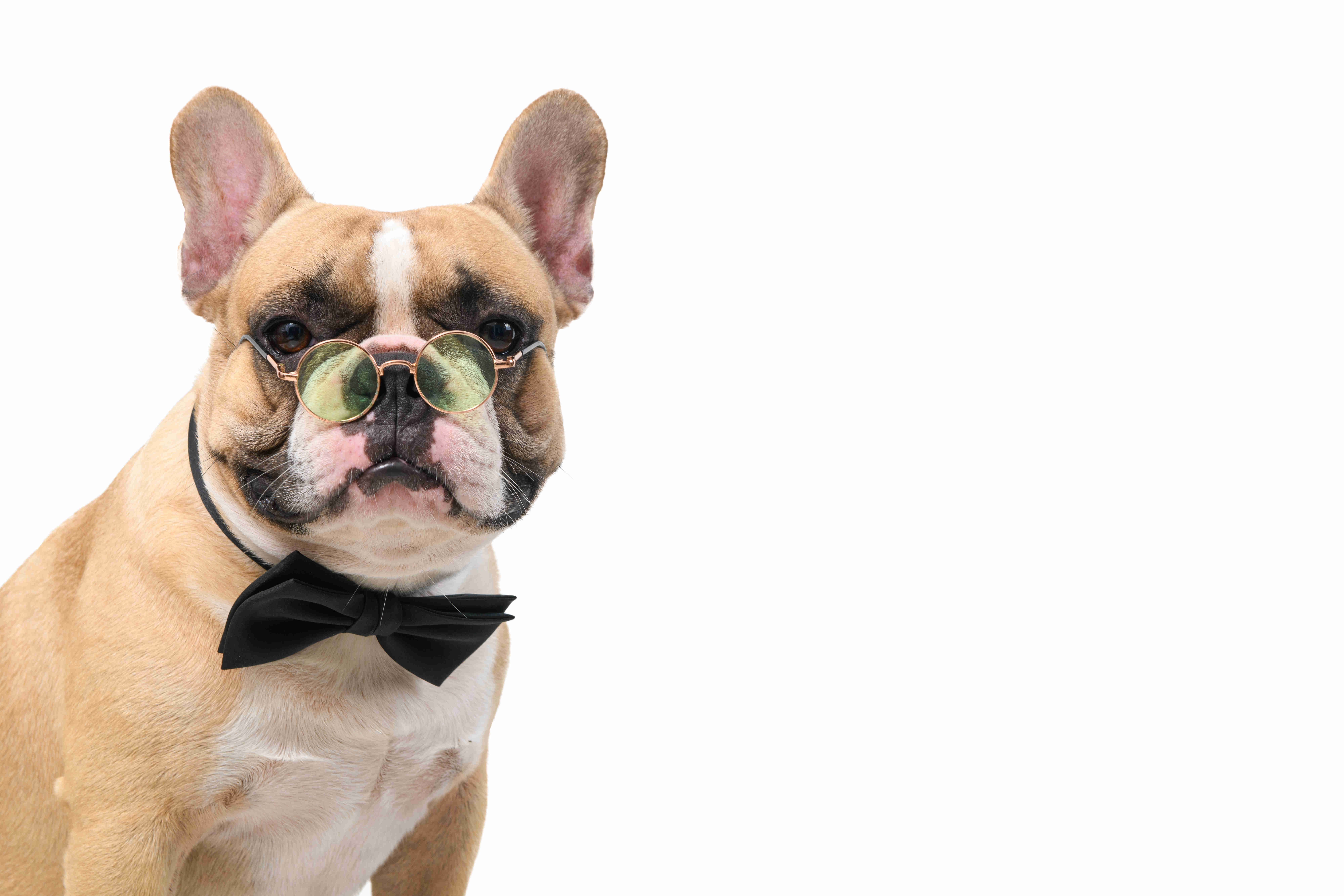 Managing your French Bulldog's High Prey Drive: Tips and Techniques for Responsible Pet Owners